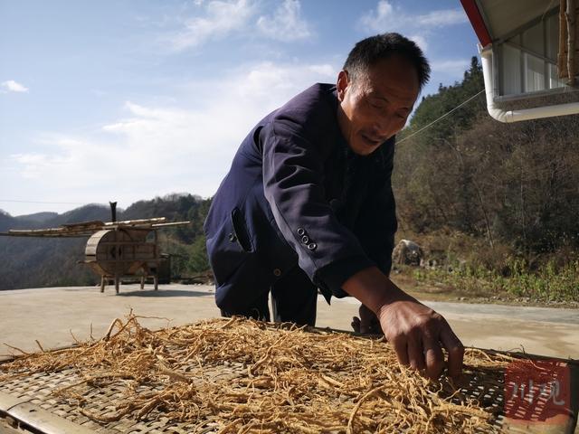 致富辽宁种植党参视频_辽宁 党参 种植 致富_党参种植效益