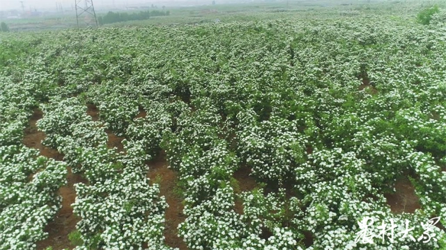 致富山楂种植技术视频_致富山楂种植方法_种植山楂致富