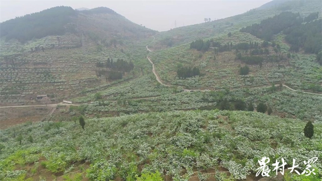 致富山楂种植方法_致富山楂种植技术视频_种植山楂致富