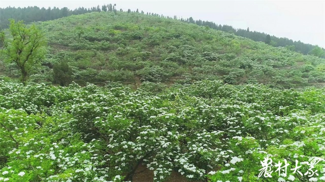 致富山楂种植方法_种植山楂致富_致富山楂种植技术视频