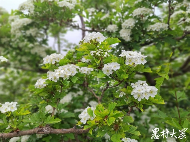 致富山楂种植方法_种植山楂致富_致富山楂种植技术视频