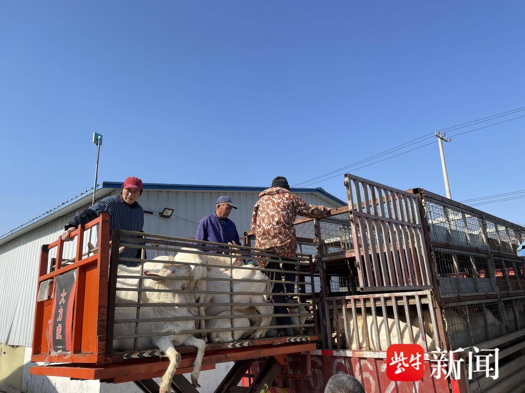 海南山羊品种_海南致富经儋州小种山羊_海南山羊苗批发价格