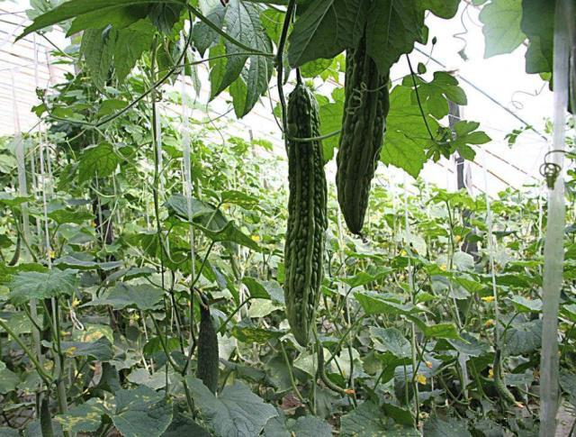 苦瓜露天种植技术_露天苦瓜种植技术视频_露天苦瓜种植技术要点