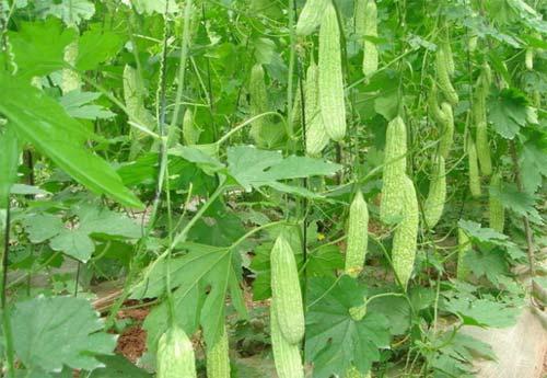 露天苦瓜种植技术要点_露天苦瓜种植技术视频_苦瓜露天种植技术