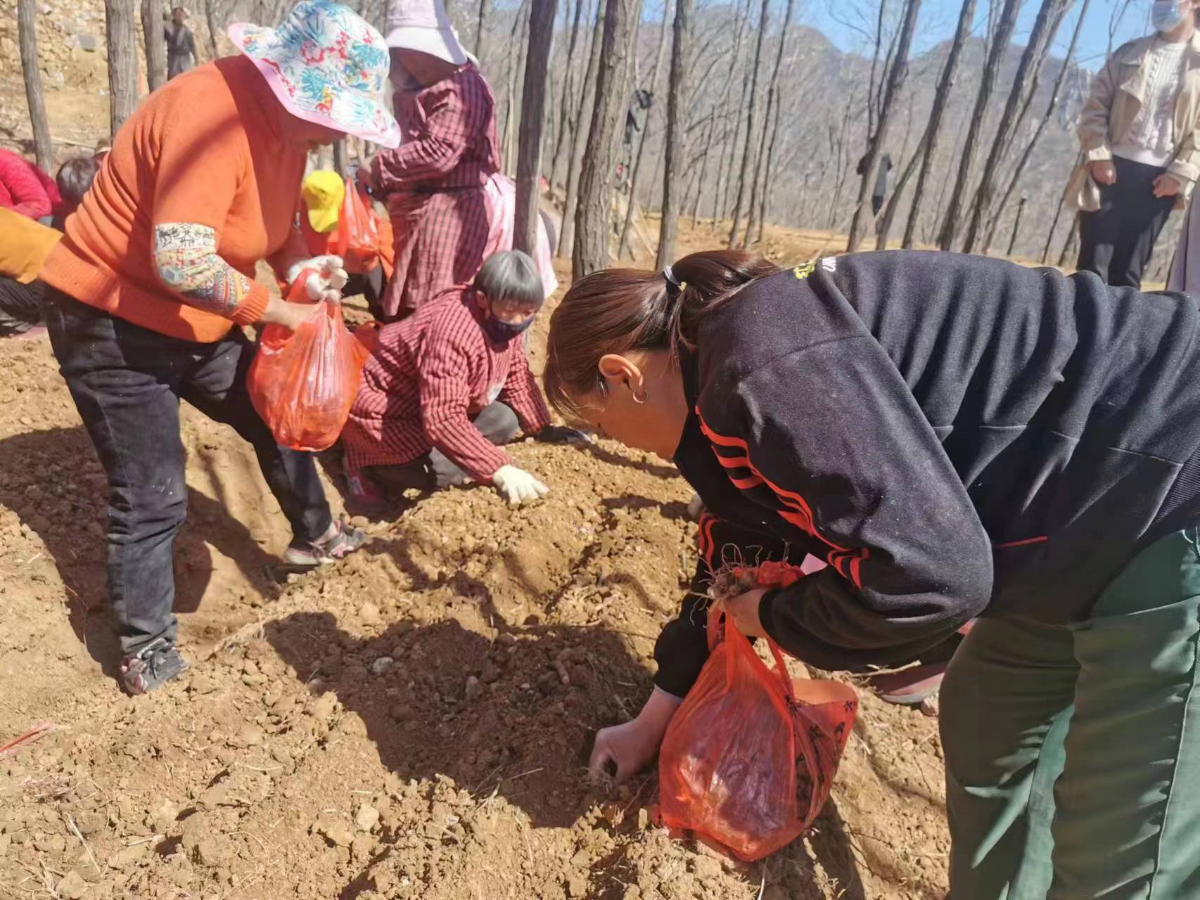 黄精种植能致富_黄精种植能致富_黄精种植能致富