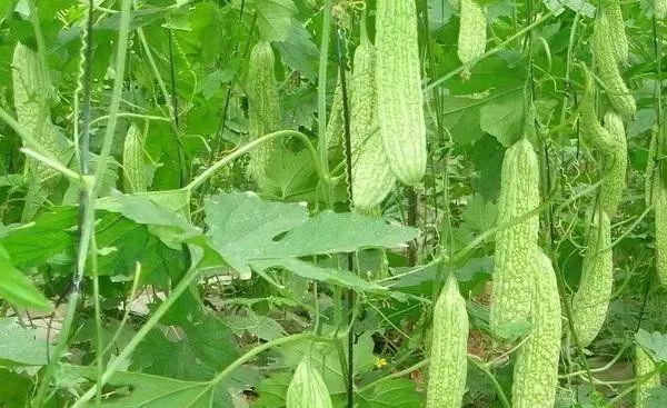 苦瓜露天种植技术_露天苦瓜种植技术要点_露天苦瓜高产种植技术