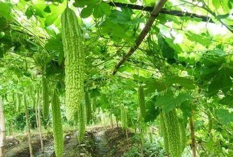 露天苦瓜高产种植技术_苦瓜露天种植技术_露天苦瓜种植技术要点