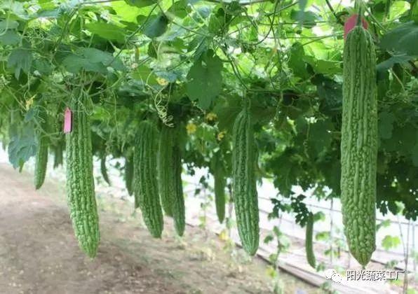 苦瓜露天种植技术_露天苦瓜高产种植技术_露天苦瓜种植技术要点