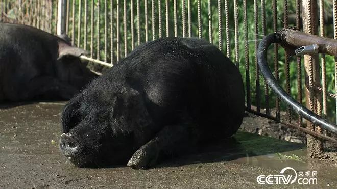 致富经养黑猪视频全集_致富经养猪视频大全_致富经放养黑猪