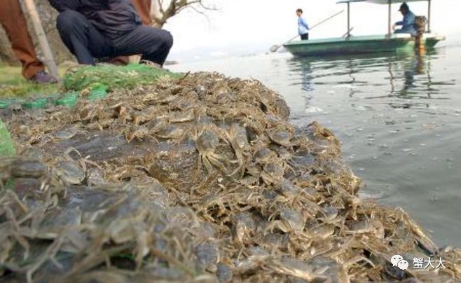 大闸蟹养殖致富故事_养大闸蟹的投资与利润_致富养殖大闸蟹故事内容