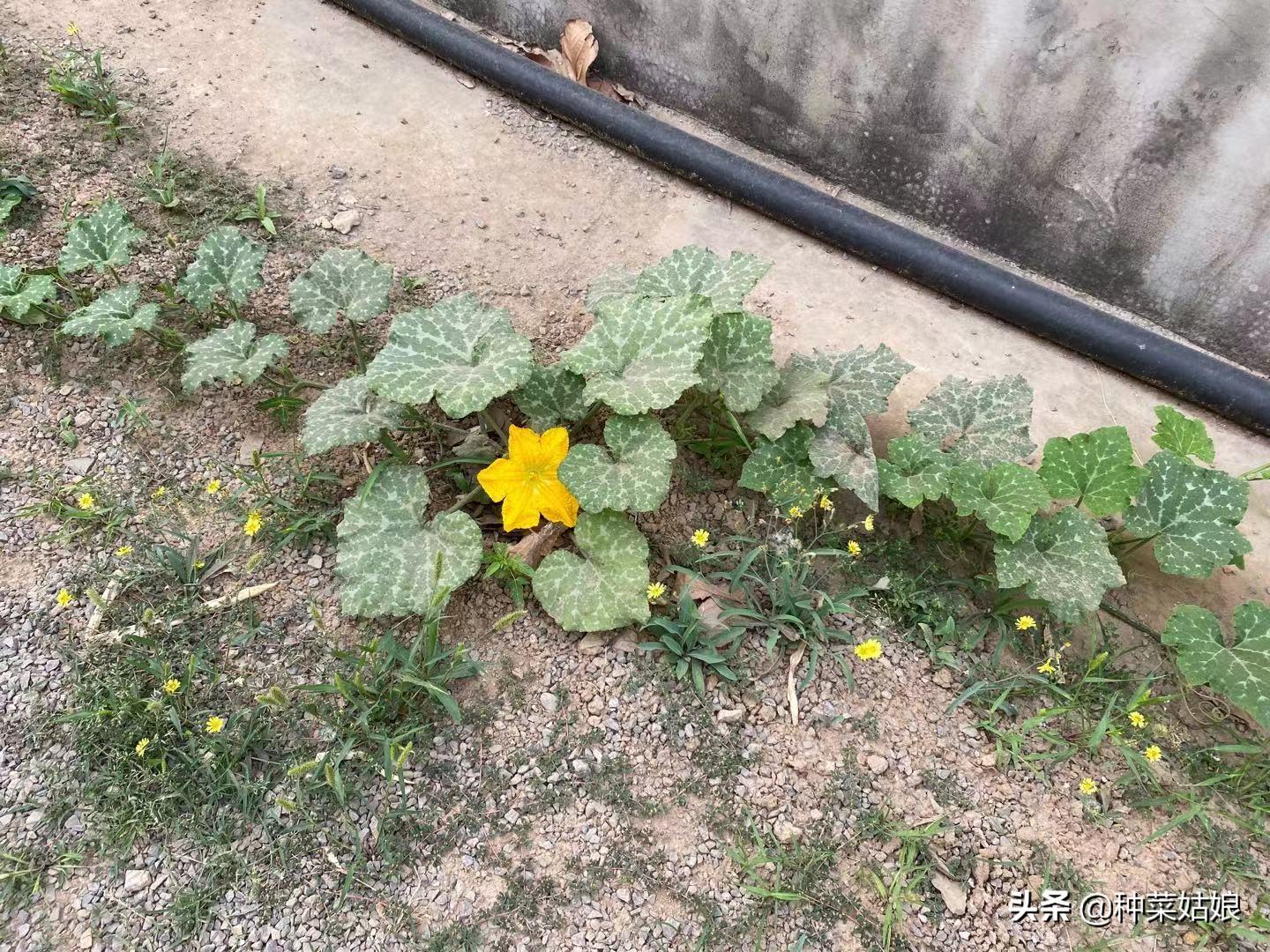 露天苦瓜种植技术与管理_露天苦瓜种植技术要点_苦瓜露天种植技术