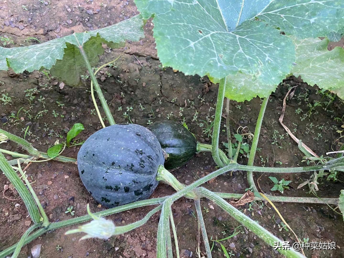 露天苦瓜种植技术要点_露天苦瓜种植技术与管理_苦瓜露天种植技术