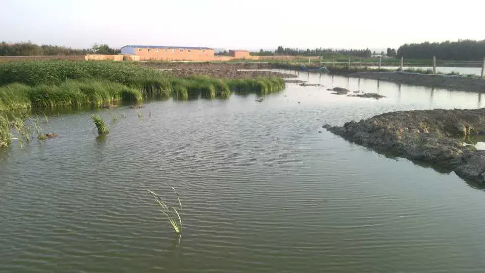 淡水养殖大闸蟹怎么样_淡水大闸蟹养殖技术_淡水大闸螃蟹养殖技术