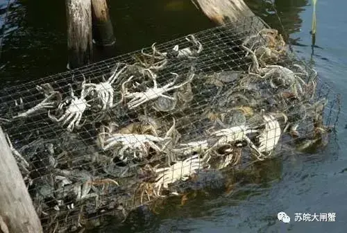 淡水养殖大闸蟹怎么样_淡水大闸蟹养殖技术_淡水大闸螃蟹养殖技术