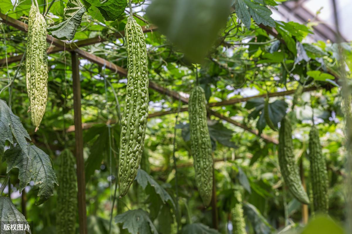 露天苦瓜种植技术与管理_露天苦瓜种植时间及技术要点_苦瓜露天种植技术