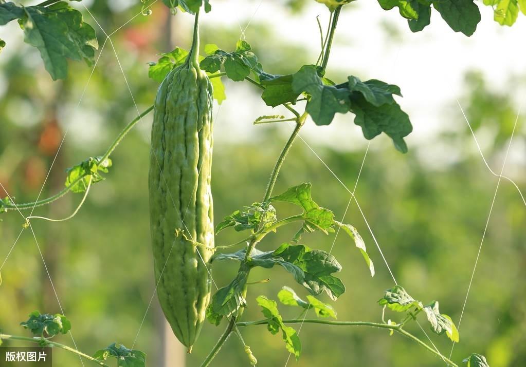 露天苦瓜种植时间及技术要点_露天苦瓜种植技术与管理_苦瓜露天种植技术