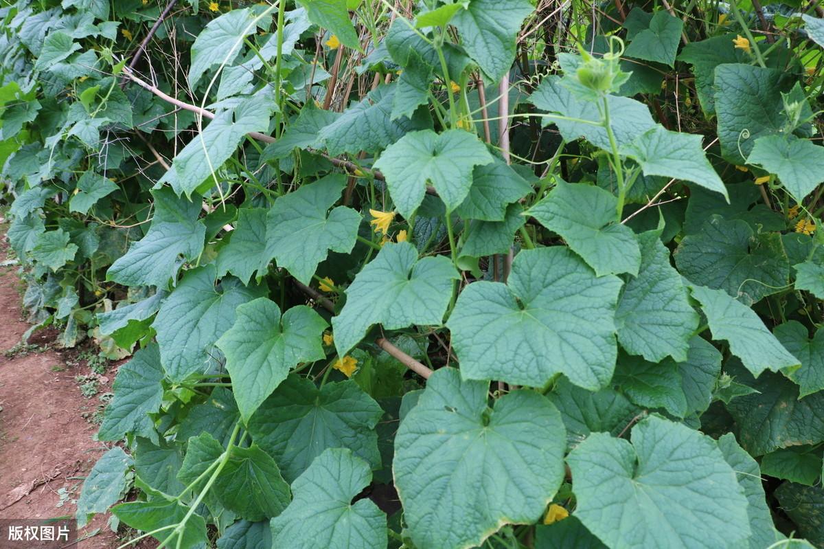 露天苦瓜种植技术与管理_露天苦瓜种植时间及技术要点_苦瓜露天种植技术