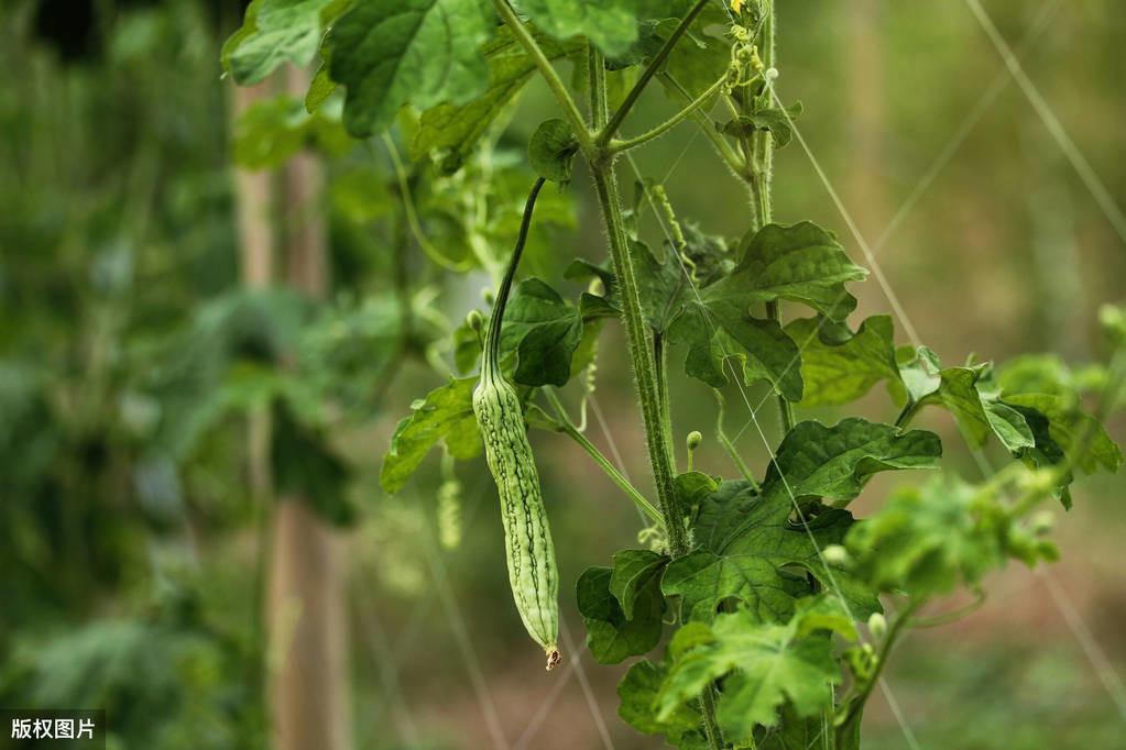 露天苦瓜种植时间及技术要点_苦瓜露天种植技术_露天苦瓜种植技术与管理