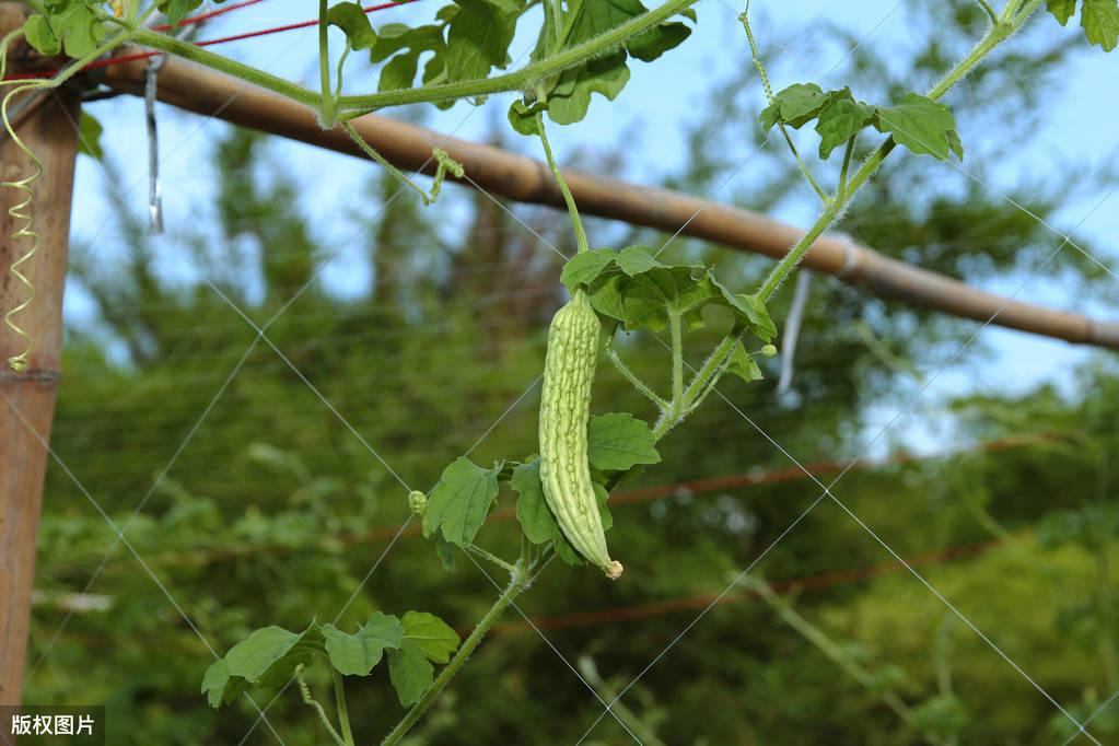 露天苦瓜种植时间及技术要点_露天苦瓜种植技术与管理_苦瓜露天种植技术