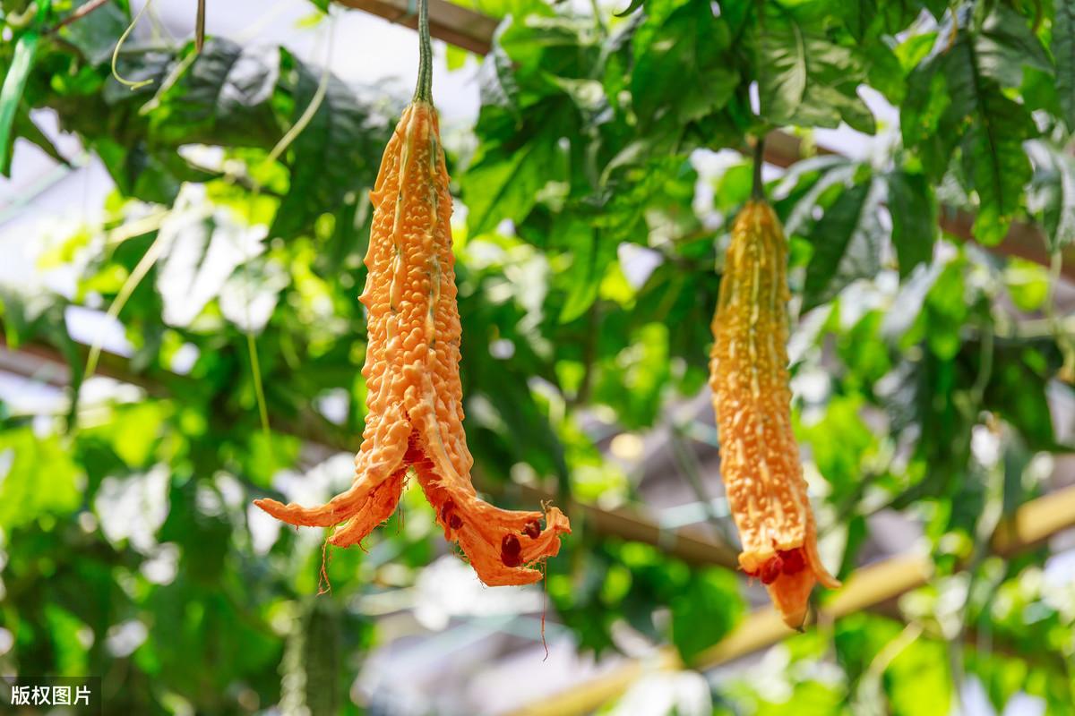 苦瓜露天种植技术_露天苦瓜种植技术与管理_露天苦瓜种植时间及技术要点