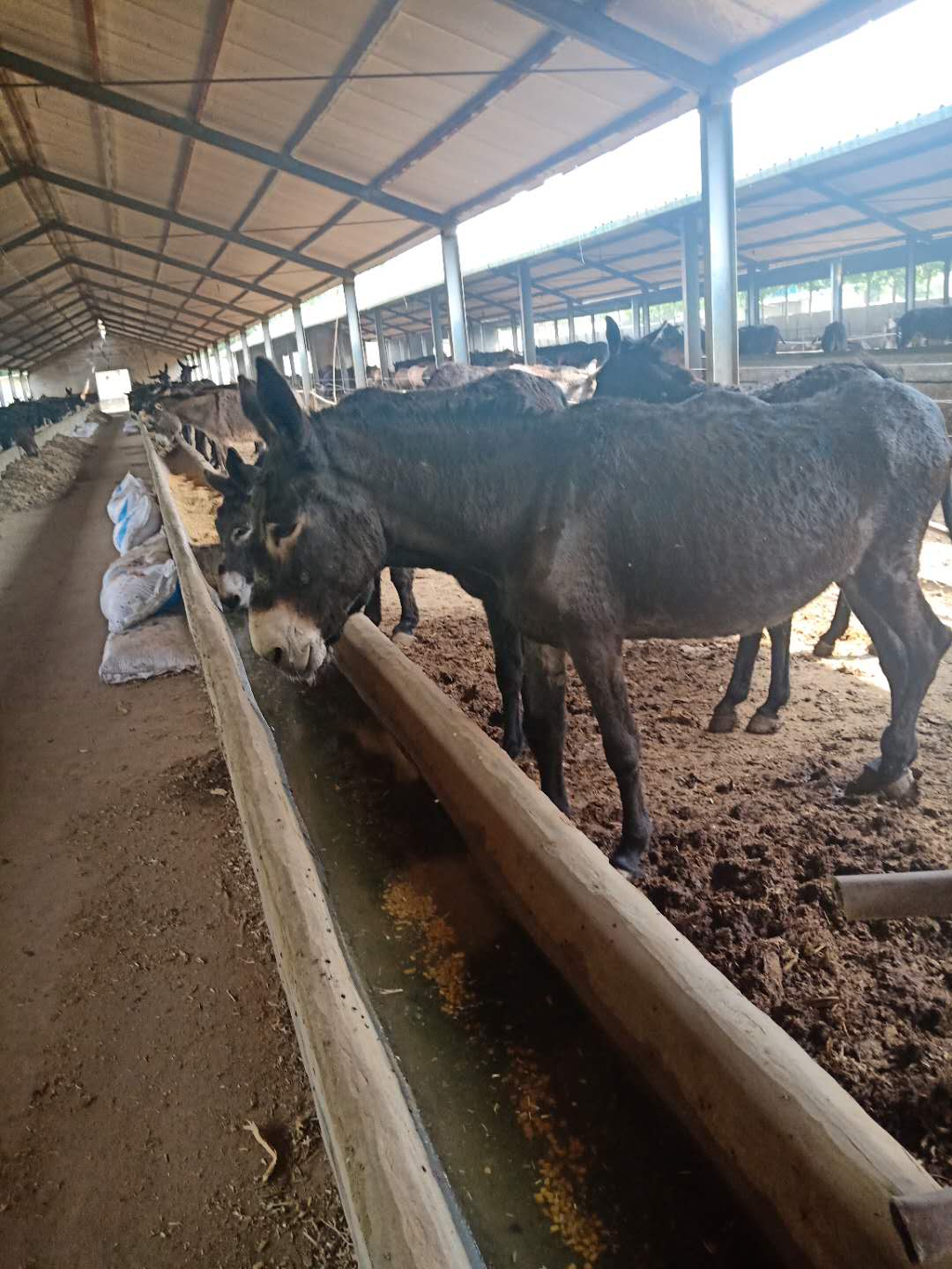 肉驴价格养殖场改良杂交驴驹苗出售毛驴成年种驴乌头驴