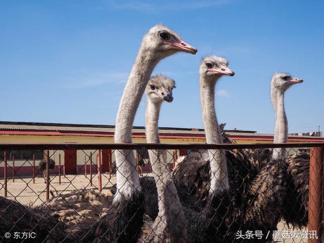 致富鼠养殖项目介绍_致富经养老鼠_致富鼠养殖项目