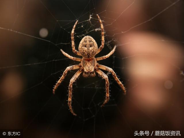 致富经养老鼠_致富鼠养殖项目介绍_致富鼠养殖项目