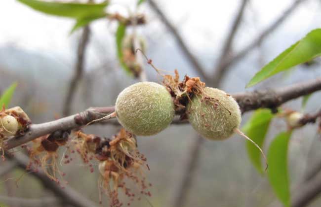 山桃种子价格及种植方法