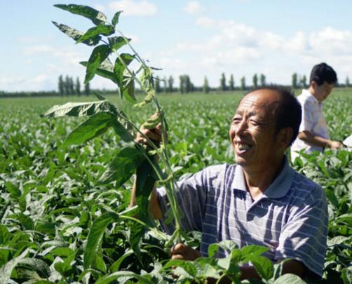 山东种植大户教您7个技巧，种出最好的大豆