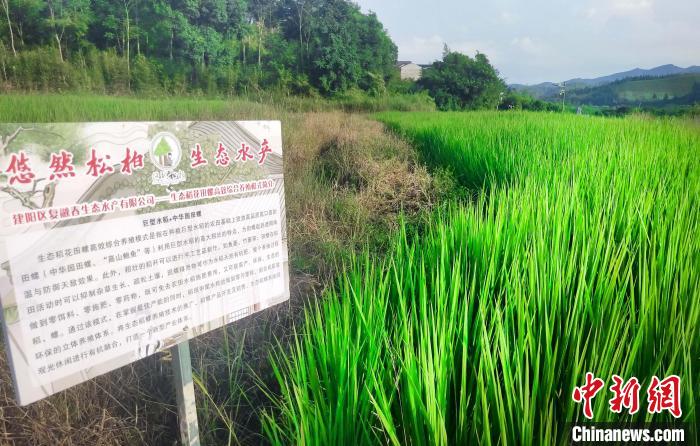 致富经水稻_种生态稻致富经_水稻致富那人叫啥名