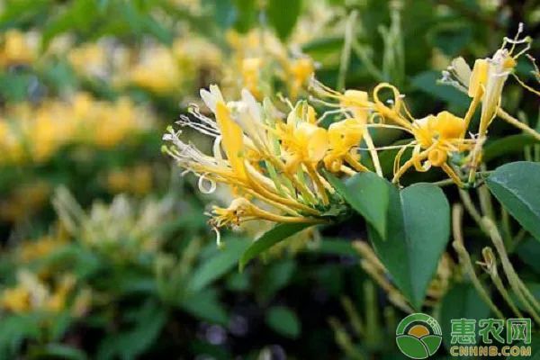 阳台如何种植金银花？金银花盆栽种植技术