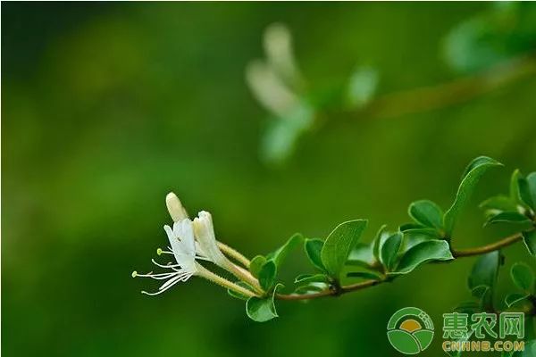 苗木盆栽种植技术_盆栽树苗怎么种植方法_盆栽种植方法大全软件