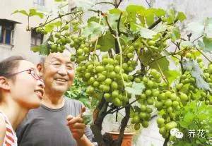 盆栽种植视频教程_苗木盆栽种植技术_盆栽植物种植过程