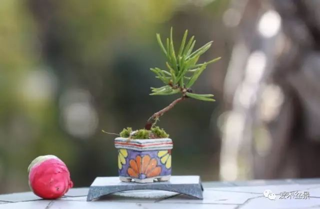 苗木盆栽种植技术_盆栽种植方法大全软件_盆栽种植视频教程