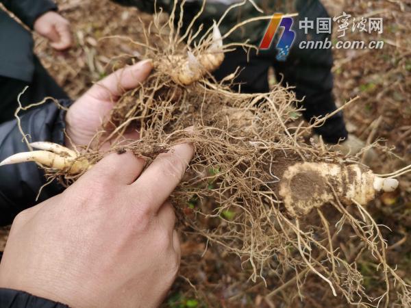 黄精种植能致富_黄精种植能致富_黄精种植能致富