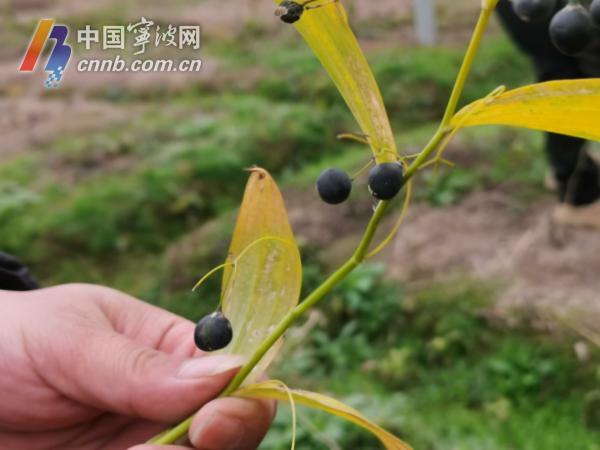 黄精种植能致富_黄精种植能致富_黄精种植能致富