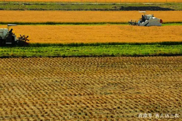 农民朋友种植春花生，播种时注意什么事项，或许会让您“大丰收”