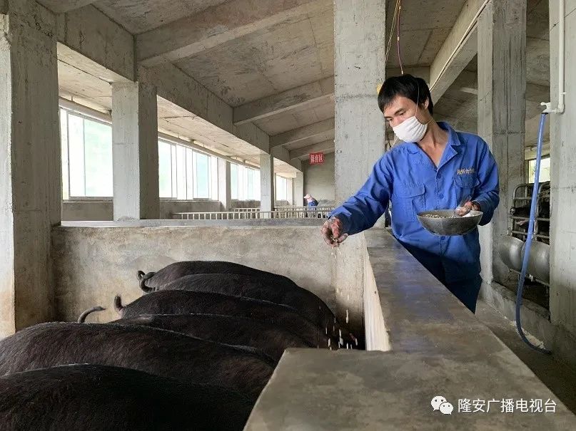 农村生态养殖黑猪_致富经生态养殖黑猪_生态养殖黑猪前景如何