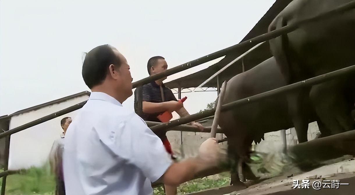 养殖致富项目视频_大老板回农村养殖致富项目_农村致富项目养殖业