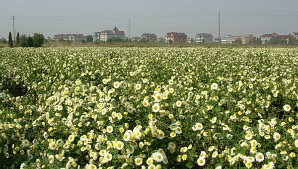 菊花栽培技术