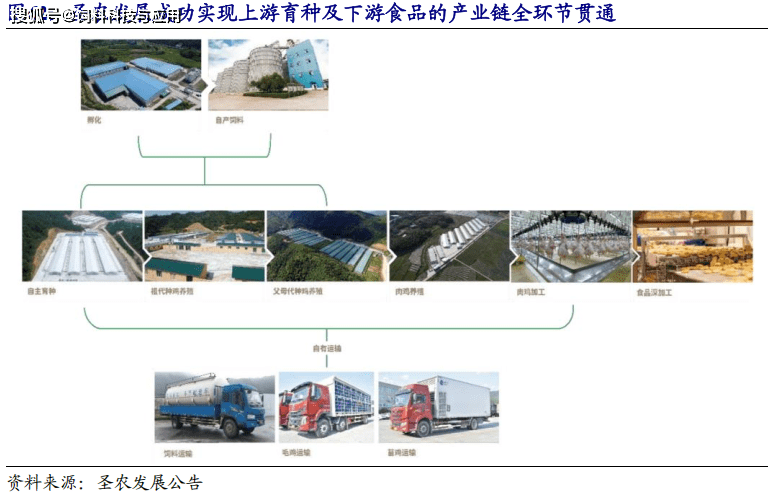 河南养鸡主要是什么品种_河南种鸡养殖技术哪家好_河南鸡苗养殖基地