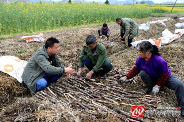 麻阳：6000亩甘蔗下种忙 小红糖“熬”成致富新产业