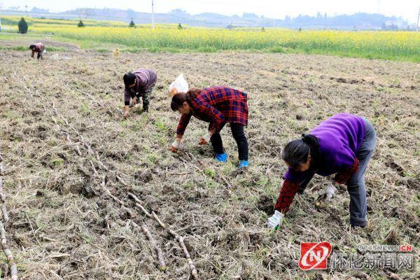 致富甘蔗种植农村视频_种植甘蔗致富能手_农村种植甘蔗致富