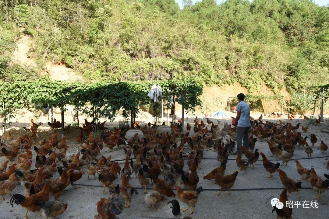 致富经女子阉鸡_致富女子阉鸡图片_致富女子阉鸡视频