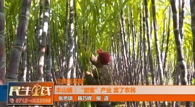 农村种植甘蔗致富_致富甘蔗种植农村图片大全_种植甘蔗致富能手