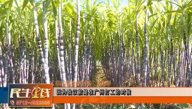 致富甘蔗种植农村图片大全_种植甘蔗致富能手_农村种植甘蔗致富