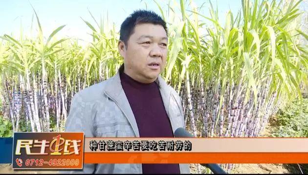 农村种植甘蔗致富_致富甘蔗种植农村图片大全_种植甘蔗致富能手