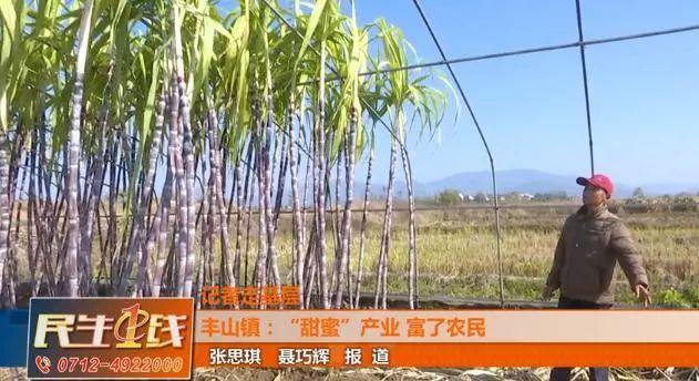 致富甘蔗种植农村图片大全_种植甘蔗致富能手_农村种植甘蔗致富