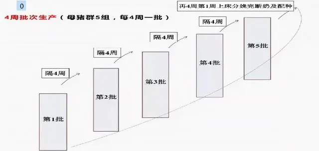 视频培训养殖仔猪技术教程_仔猪养殖技术视频播放_仔猪养殖技术培训视频