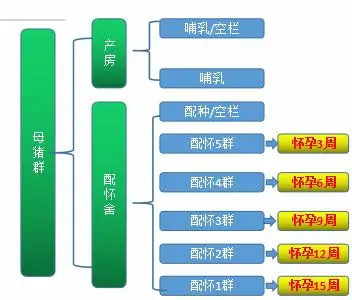 仔猪养殖技术培训视频_视频培训养殖仔猪技术教程_仔猪养殖技术视频播放